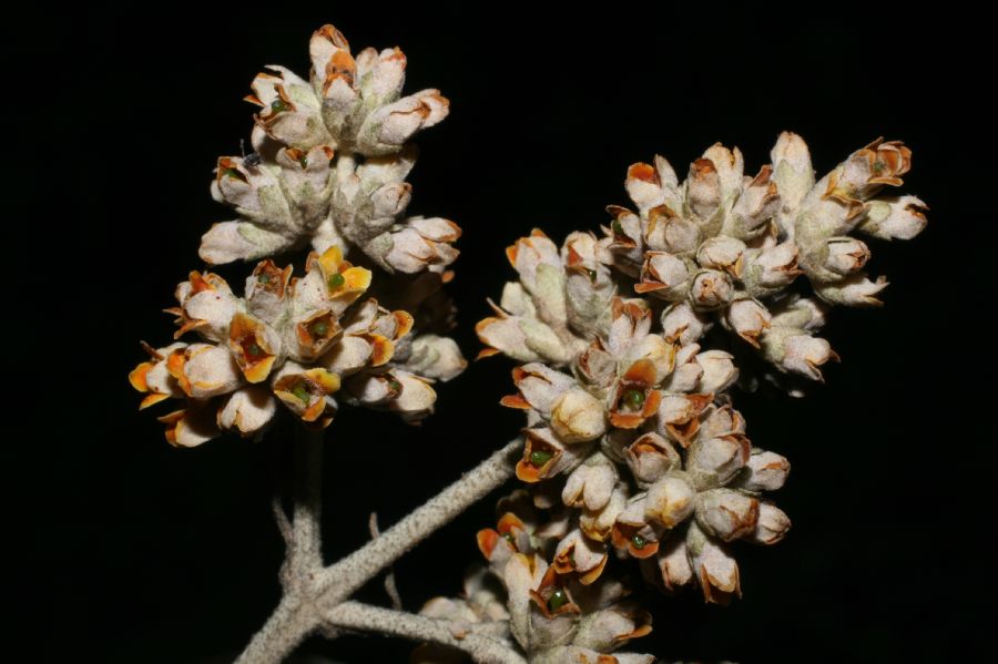 Scrophulariaceae Buddleja nitida