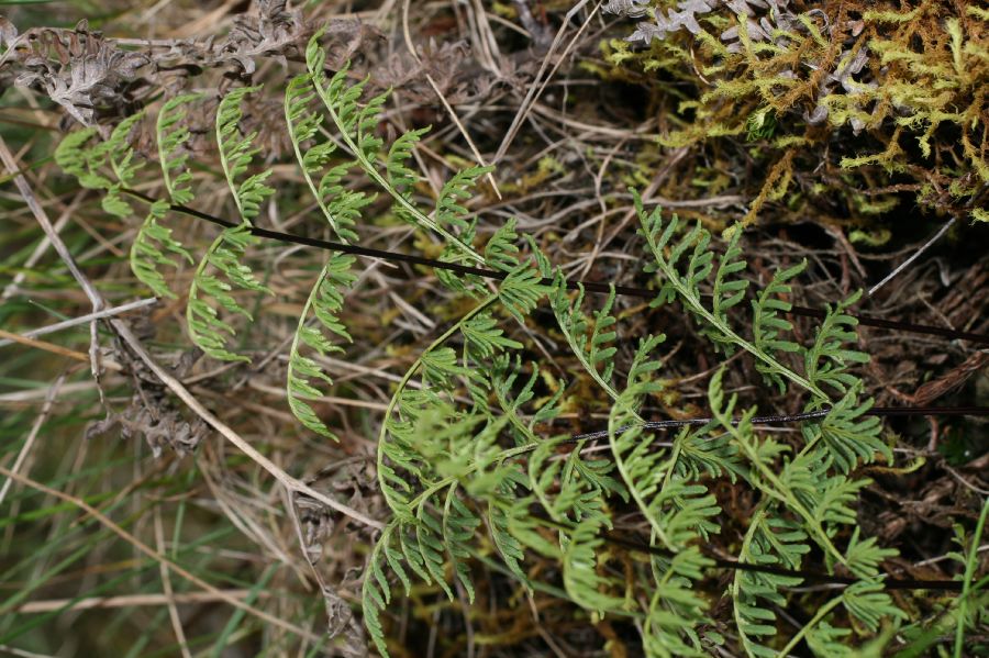 Pteridaceae Gaga marginata