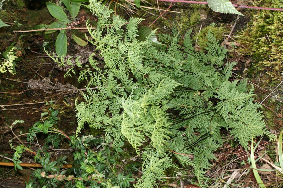 Pteridaceae Gaga marginata