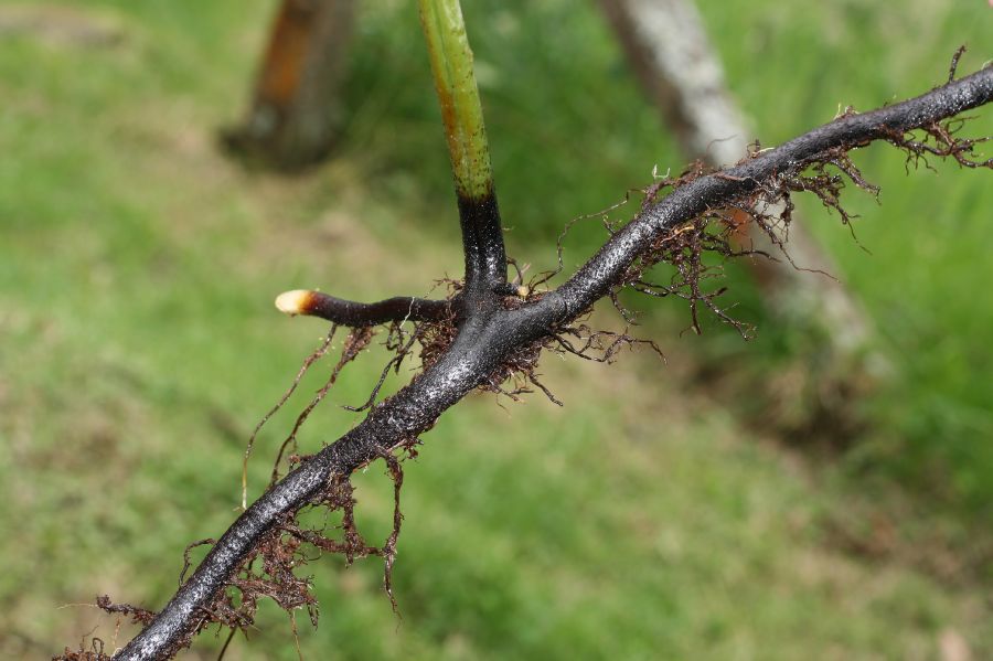 Dennstaedtiaceae Histiopteris incisa