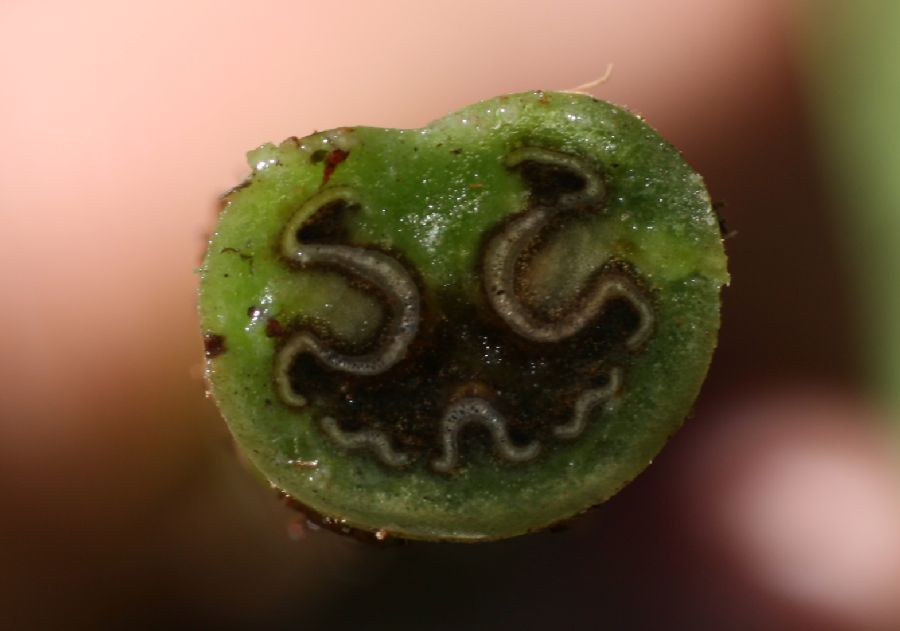 Dennstaedtiaceae Histiopteris incisa