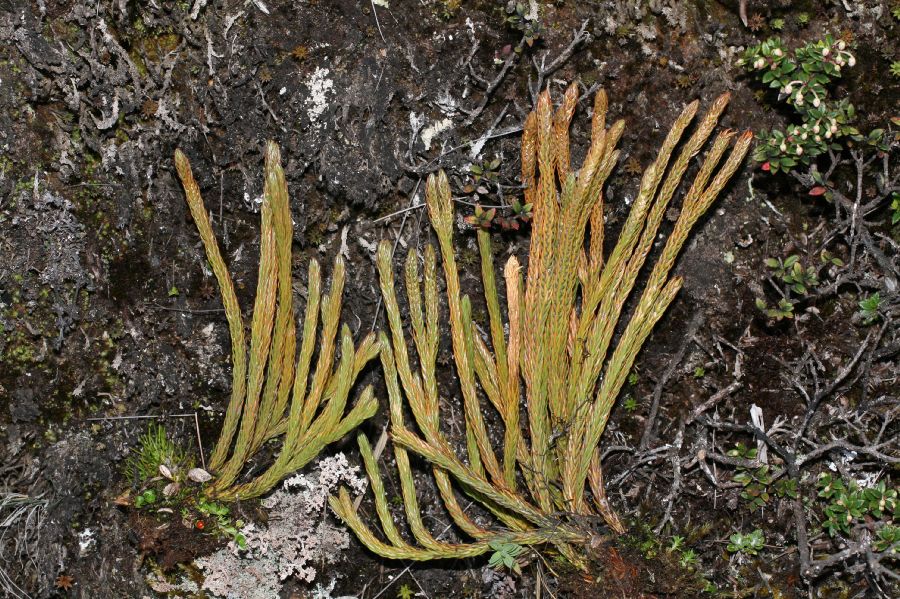 Lycopodiaceae Phlegmariurus attenuatus