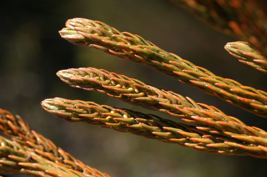 Lycopodiaceae Phlegmariurus attenuatus