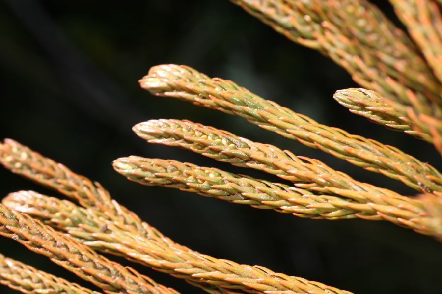 Lycopodiaceae Phlegmariurus attenuatus