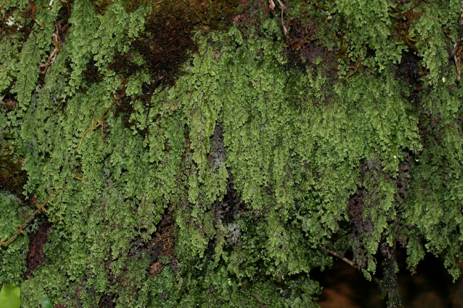 Hymenophyllaceae Hymenophyllum undulatum