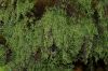 image of Hymenophyllum undulatum