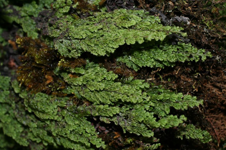 Hymenophyllaceae Hymenophyllum undulatum