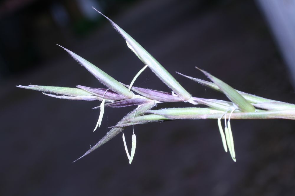 Poaceae Arundinaria gigantea