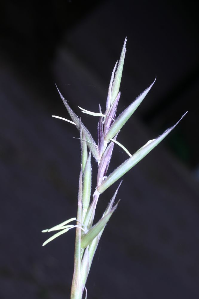 Poaceae Arundinaria gigantea