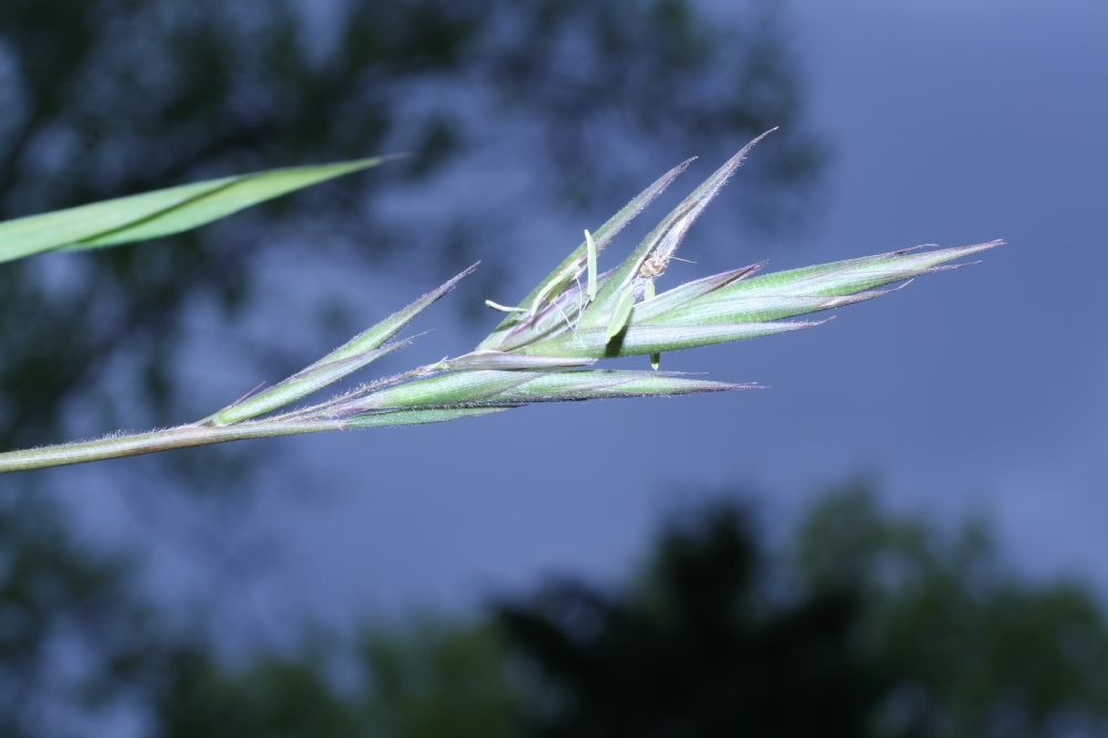 Poaceae Arundinaria gigantea
