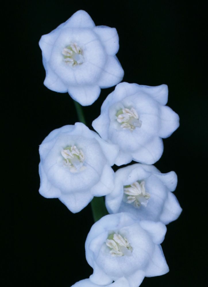 Asparagaceae Convallaria majalis