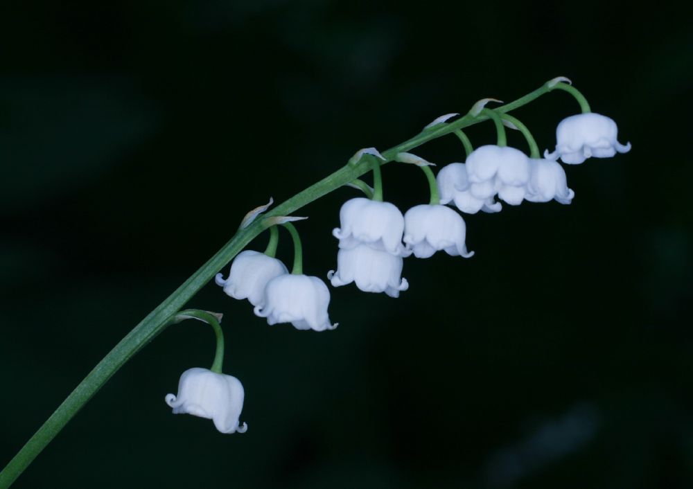 Asparagaceae Convallaria majalis