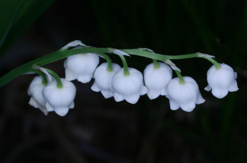 Asparagaceae Convallaria majalis