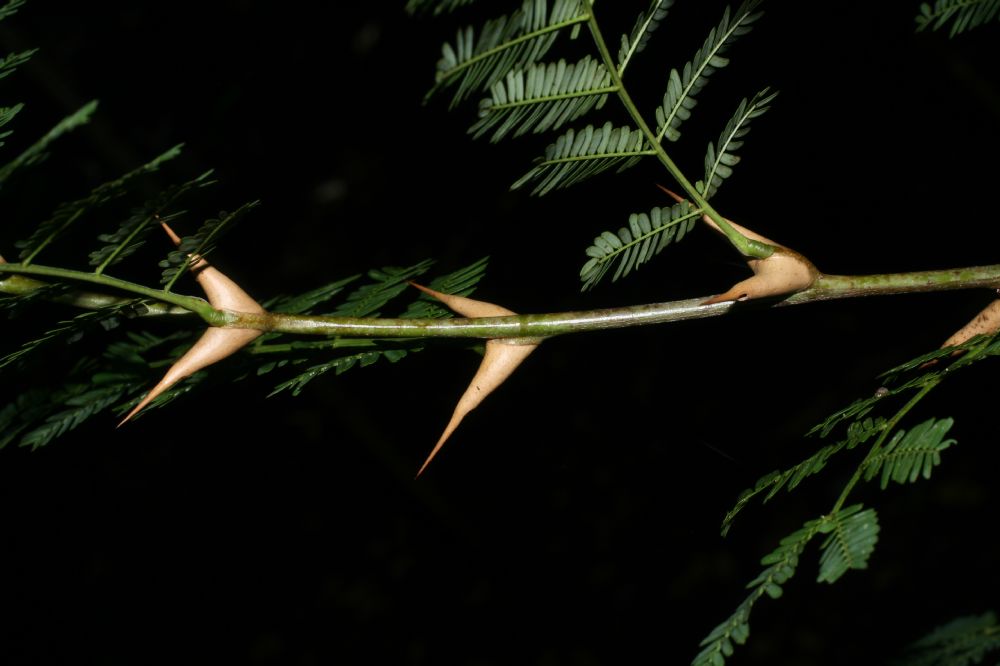 Fabaceae Acacia conigera