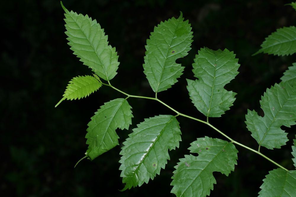 Moraceae Maclura tinctoria