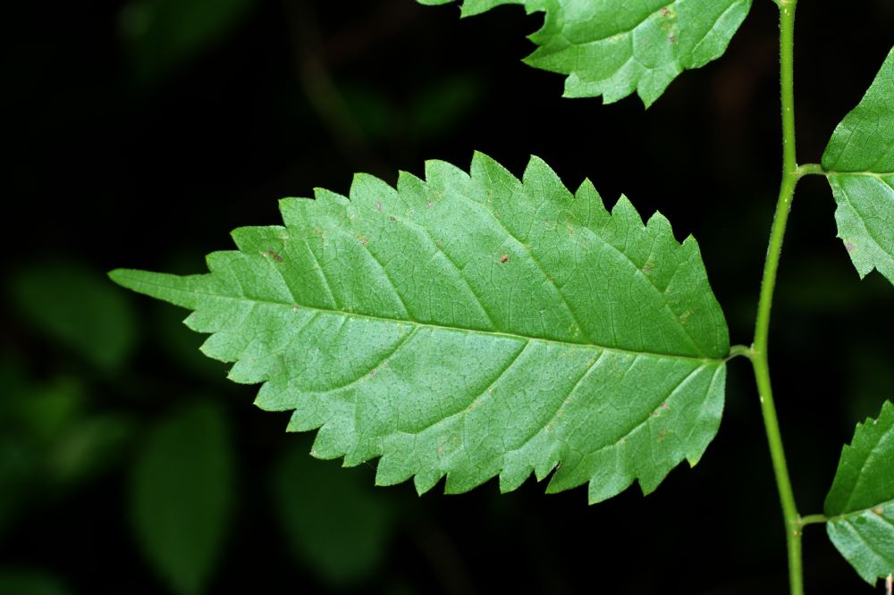 Moraceae Maclura tinctoria