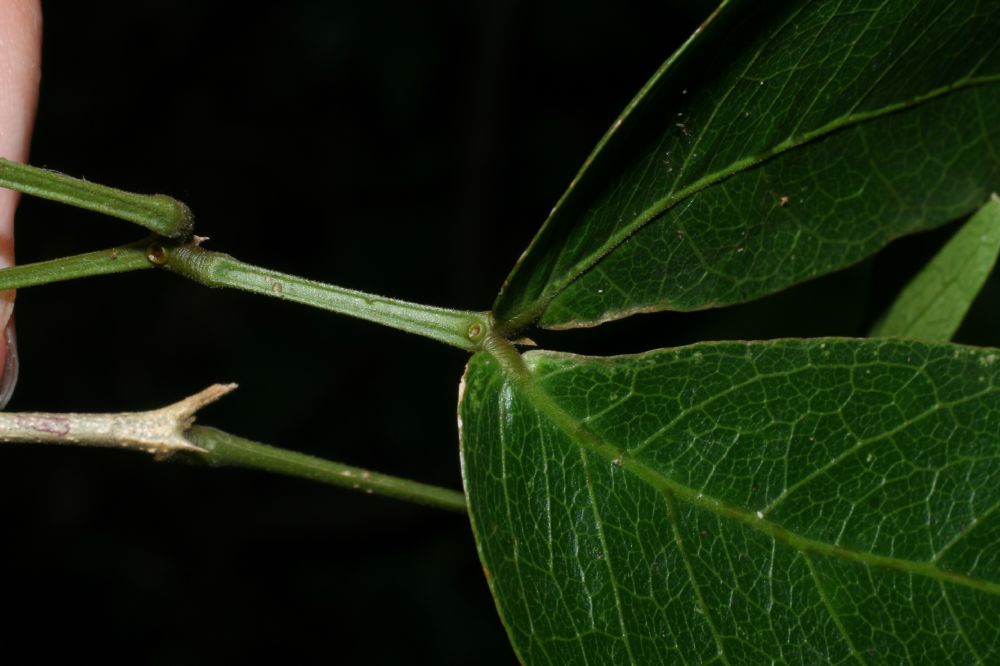 Fabaceae Pithecellobium lanceolatum