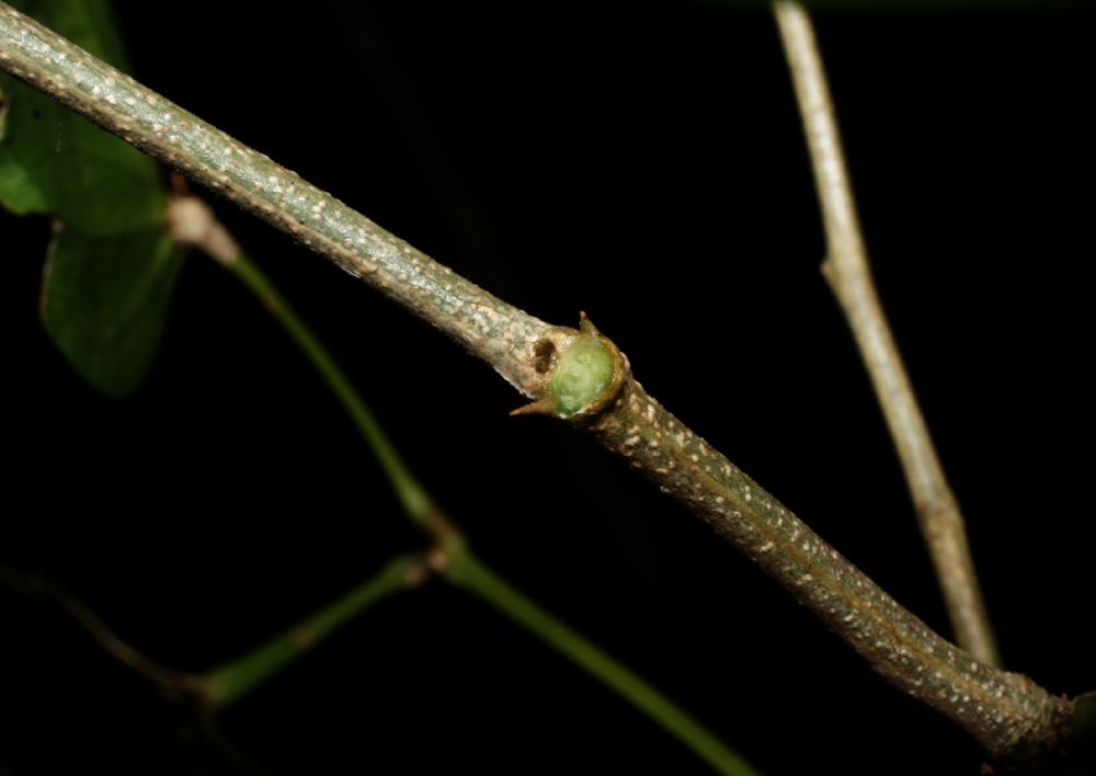 Fabaceae Pithecellobium lanceolatum