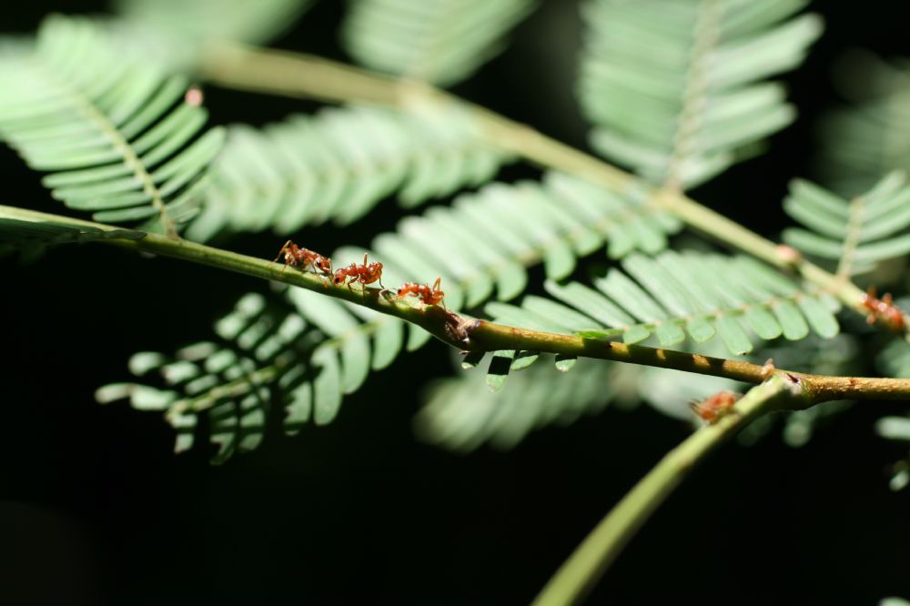 Fabaceae Acacia conigera