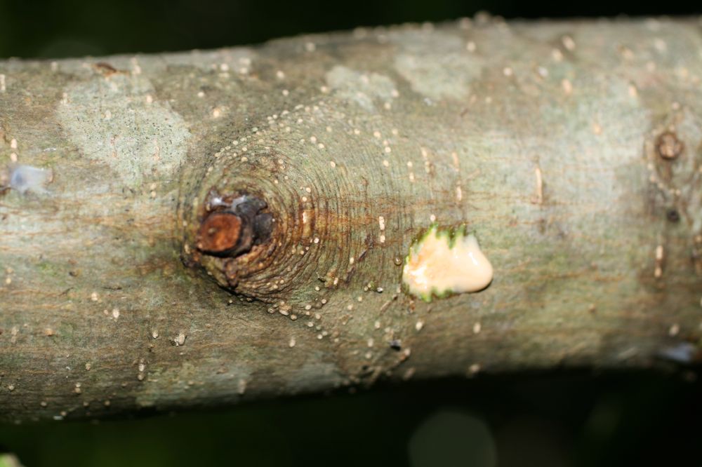 Moraceae Maclura tinctoria