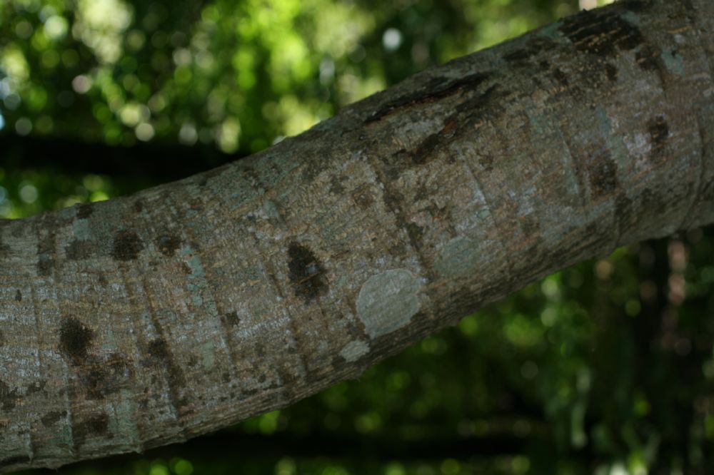 Fabaceae Pithecellobium lanceolatum