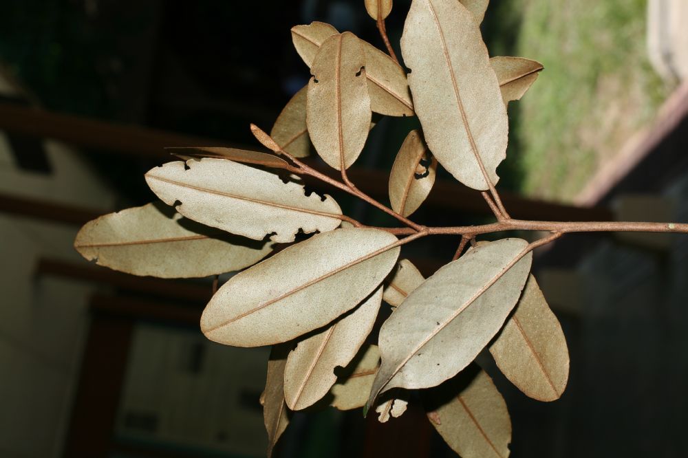 Capparaceae Capparis indica