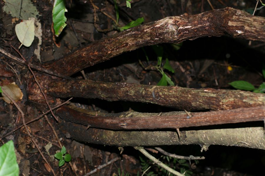 Combretaceae Combretum decandrum