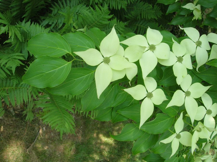Cornaceae Cornus kousa