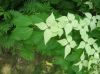 image of Cornus kousa