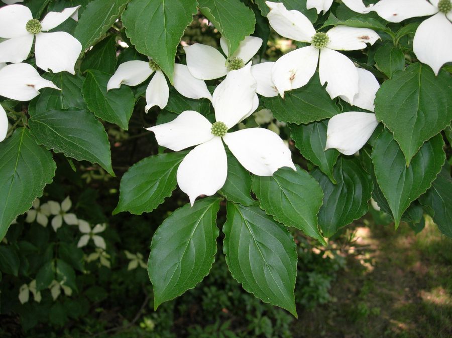Cornaceae Cornus kousa