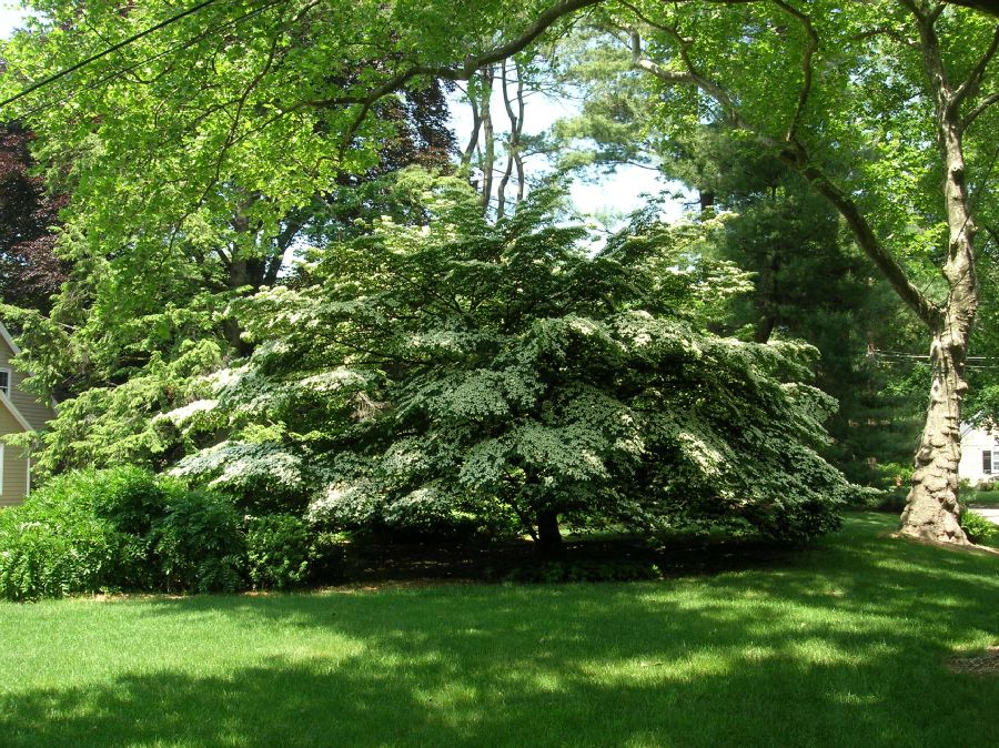Cornaceae Cornus kousa