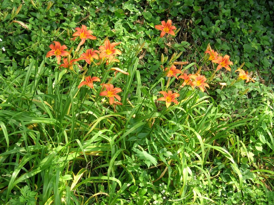 Asphodelaceae Hemerocallis fulva