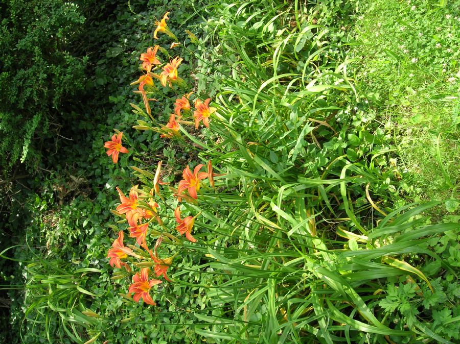 Asphodelaceae Hemerocallis fulva