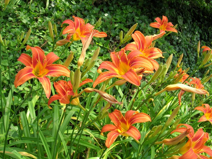 Asphodelaceae Hemerocallis fulva