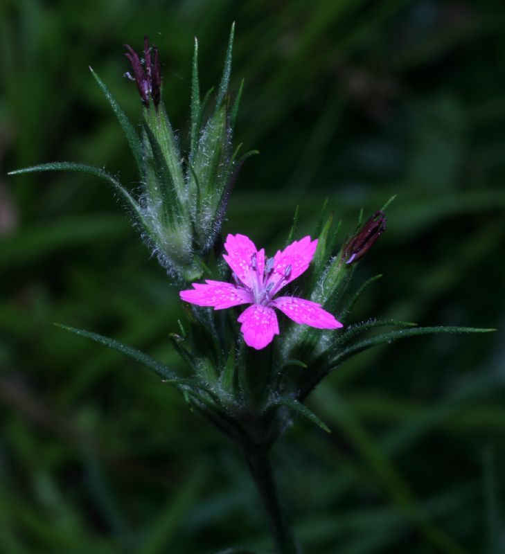 Caryophyllaceae Dianthus armeria