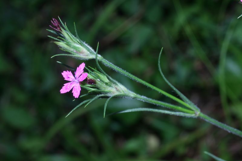 Caryophyllaceae Dianthus armeria