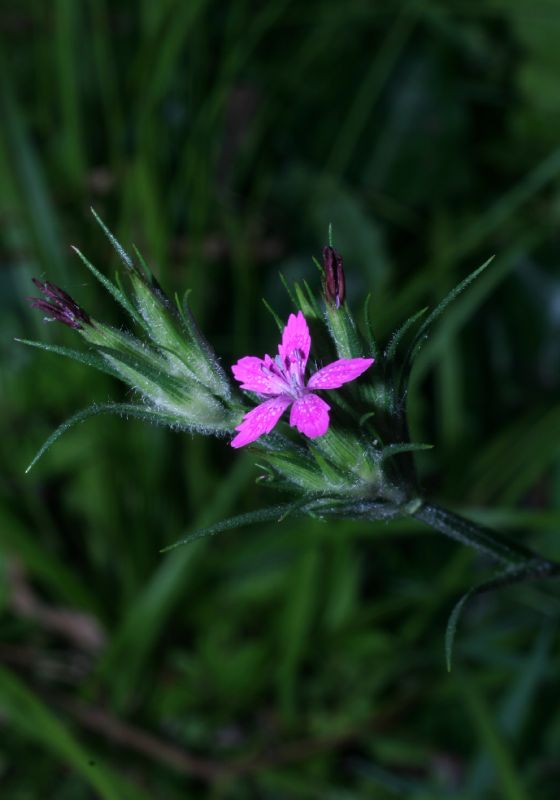 Caryophyllaceae Dianthus armeria