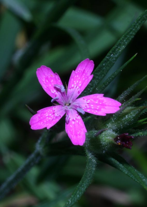 Caryophyllaceae Dianthus armeria