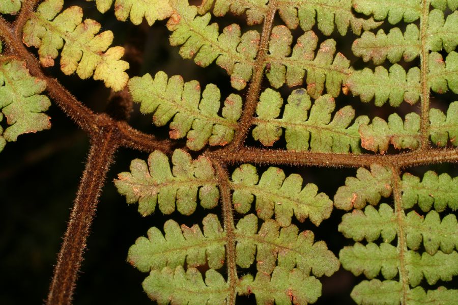 Dennstaedtiaceae Hypolepis trichobacilliformis