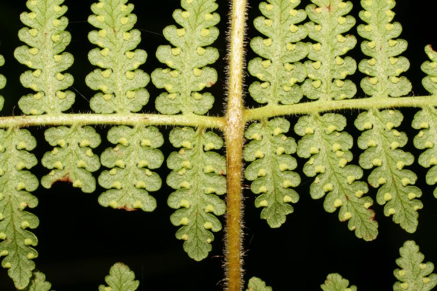 Dennstaedtiaceae Hypolepis trichobacilliformis