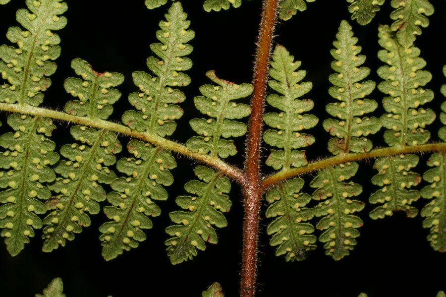 Dennstaedtiaceae Hypolepis trichobacilliformis