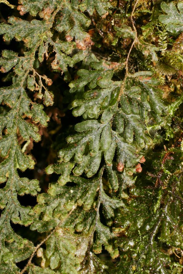 Hymenophyllaceae Hymenophyllum 