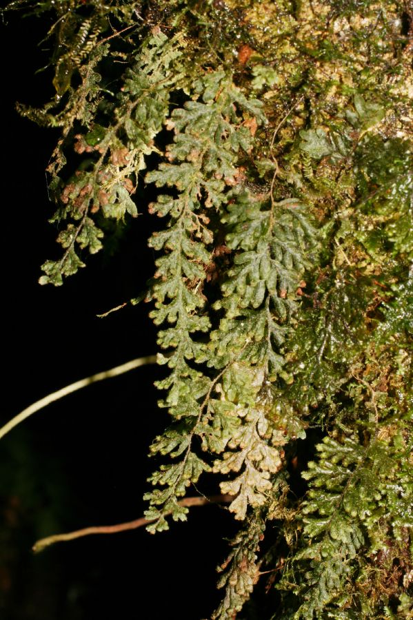 Hymenophyllaceae Hymenophyllum 