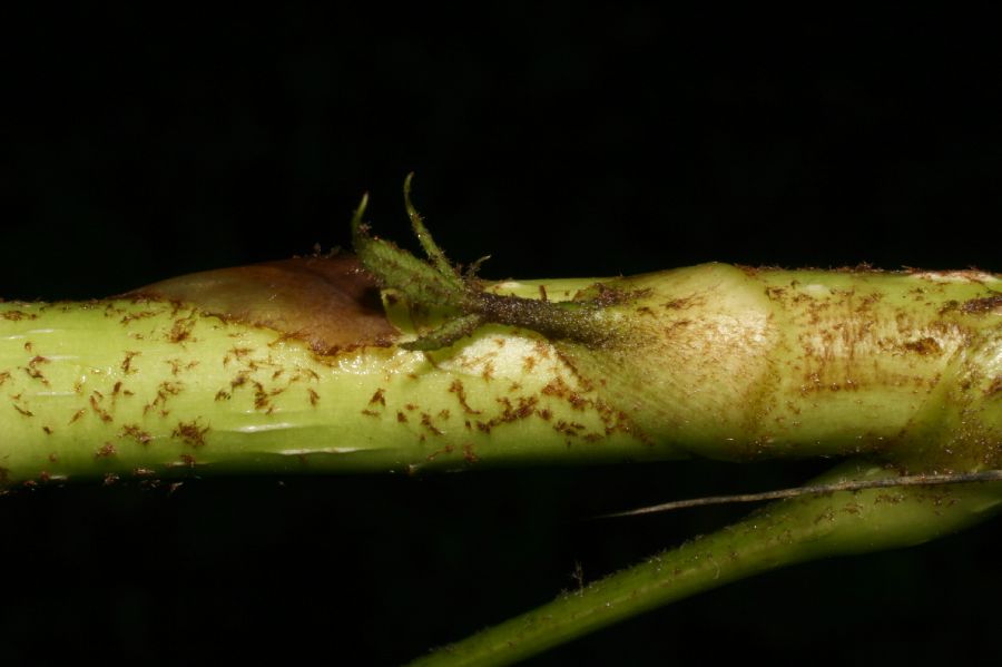 Araliaceae Dendropanax xalapensis