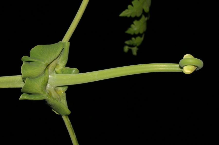 Dennstaedtiaceae Histiopteris incisa