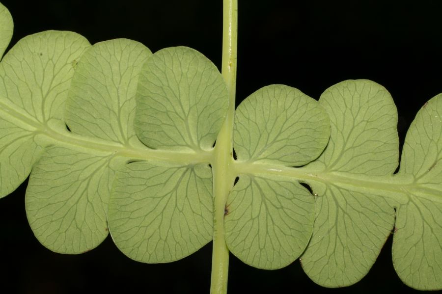 Dennstaedtiaceae Histiopteris incisa