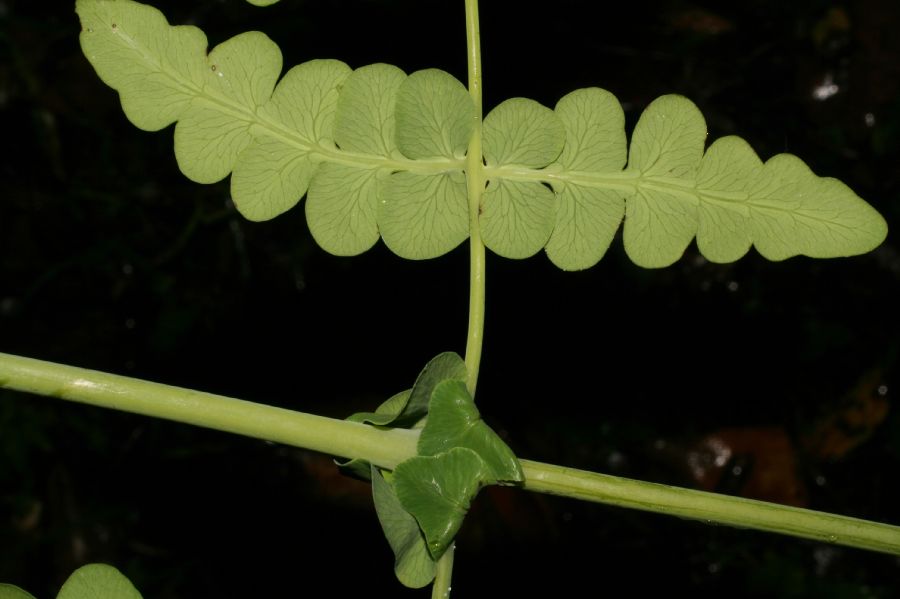 Dennstaedtiaceae Histiopteris incisa