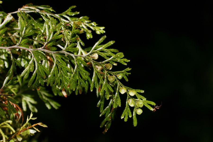 Hymenophyllaceae Hymenophyllum tunbridgense