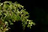 image of Hymenophyllum tunbridgense