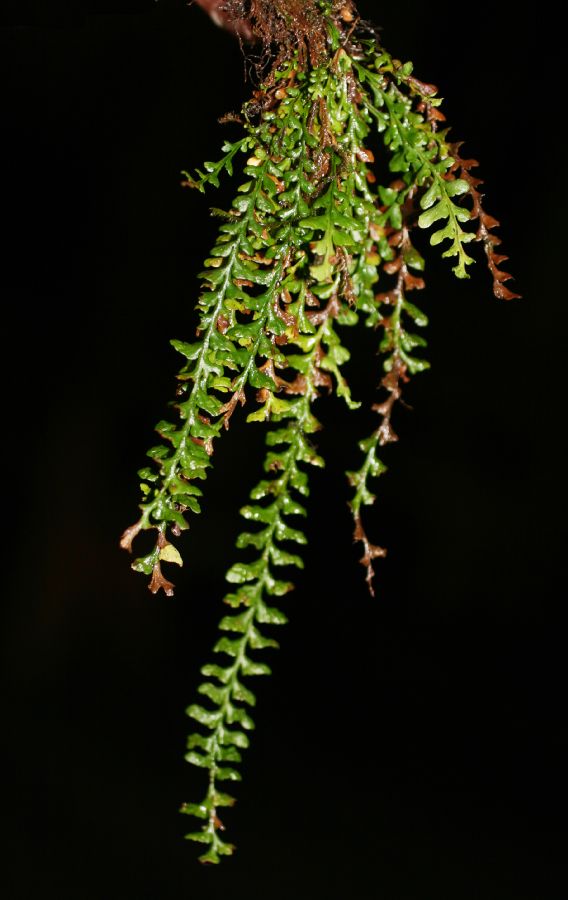 Grammitidaceae Lellingeria suspensa